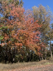 Liquidambar styraciflua