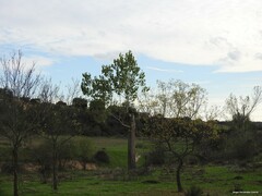 Populus × canadensis