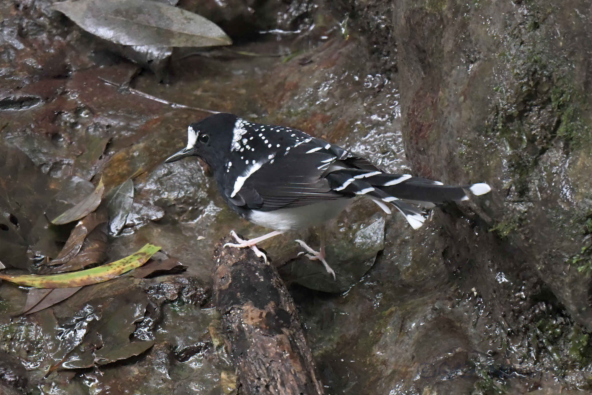 Spotted Forktail