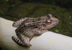 Leptodactylus macrosternum