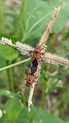 Dysdercus cingulatus