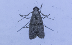 Pyralidae