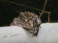 Leptodactylus macrosternum