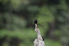 Hirundo nigrita
