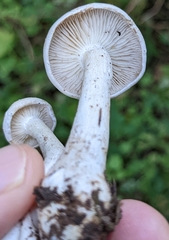 Leucocybe connata