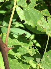 Derospidea brevicollis