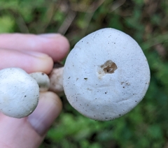 Leucocybe connata