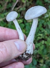 Leucocybe connata