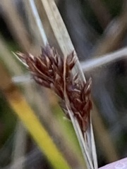 Rhynchospora capitellata