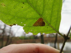 Phyllonorycter