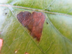 Phyllonorycter