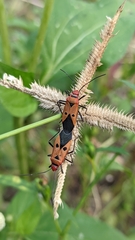 Dysdercus cingulatus
