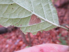 Phyllonorycter