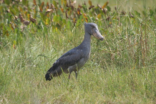Shoebill