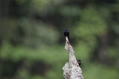 Hirundo nigrita