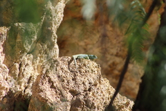 Sceloporus minor