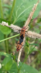 Dysdercus cingulatus