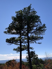 Pinus echinata