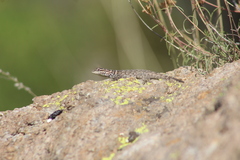 Sceloporus spinosus