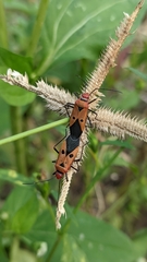 Dysdercus cingulatus