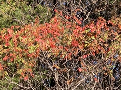Rhus copallinum