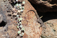 Sceloporus minor