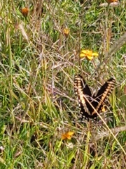 Papilioninae