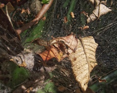 Aglaoctenus lagotis