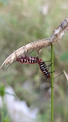 Dysdercus cingulatus