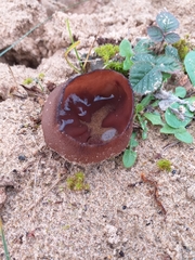 Plicaria endocarpoides