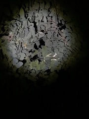 Philothamnus punctatus