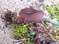 Plicaria endocarpoides