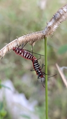 Dysdercus cingulatus