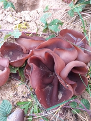 Plicaria endocarpoides