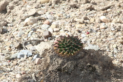 Mammillaria magnimamma