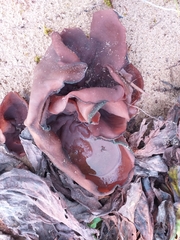 Plicaria endocarpoides