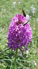 Adelidae