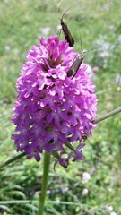 Adelidae