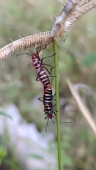 Dysdercus cingulatus