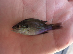 Lepomis aquilensis