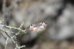Chiomara georgina