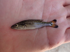 Micropterus