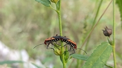 Dysdercus cingulatus