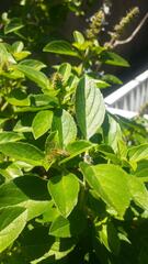 Peucetia rubrolineata