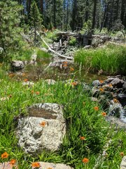 Raillardella pringlei