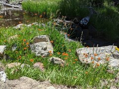 Raillardella pringlei