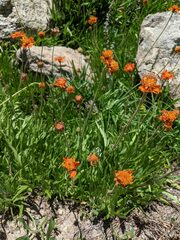 Raillardella pringlei