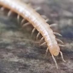 Haplophilus subterraneus