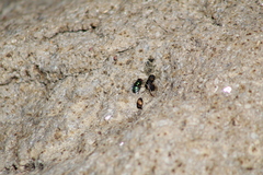 Neomyia cornicina