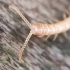 Haplophilus subterraneus